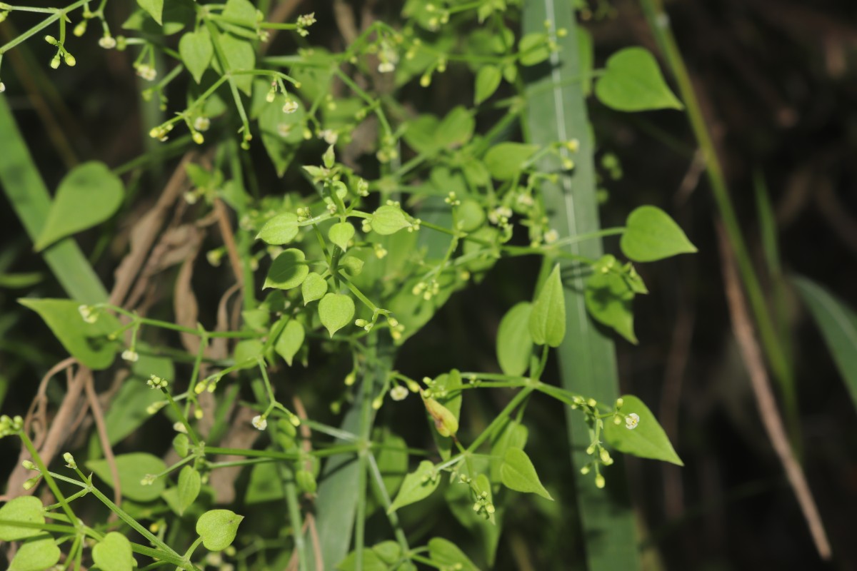 Rubia cordifolia L.